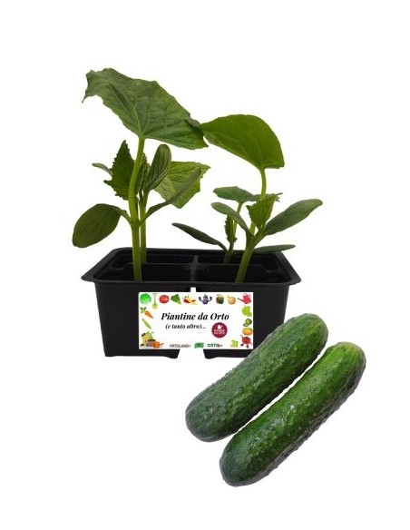 Cetriolo Sottaceto pack da 4 Piantine