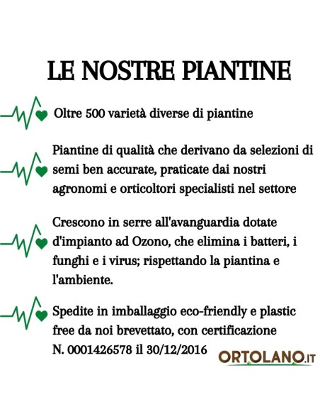 Salvia Brasiliana vaso diametro 14