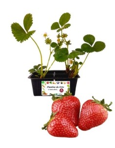 Fragola Rifiorente 4 Piantine