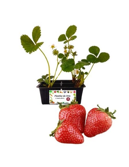 Fragola Rifiorente 4 Piantine
