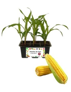 Mais Pop Corn pack da 6 Piantine
