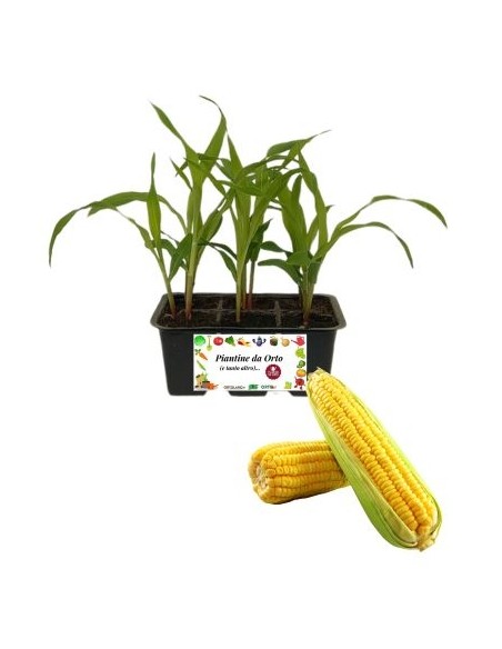 Mais Pop Corn 4 Piantine