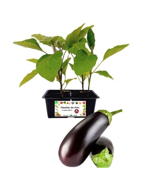 Melanzana Lunga 4 Piantine