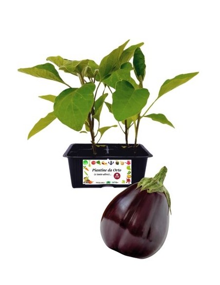 Melanzana Tonda 4 Piantine