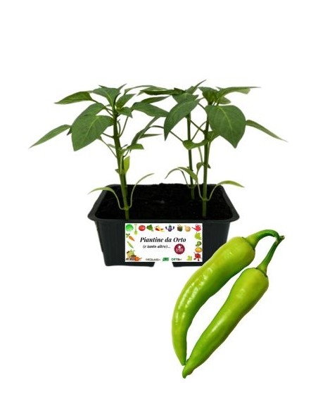 Peperone Aceto pack da 4 Piantine