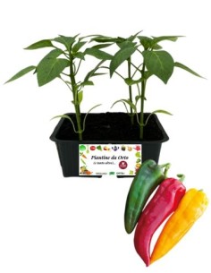 Peperone Corno pack da 4 Piantine