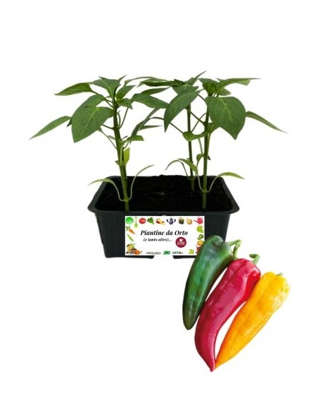 Peperone Corno pack da 4 Piantine