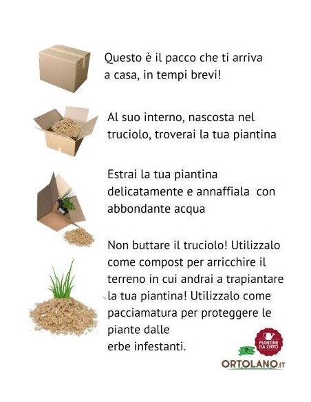 Peperone Corno pack da 4 Piantine