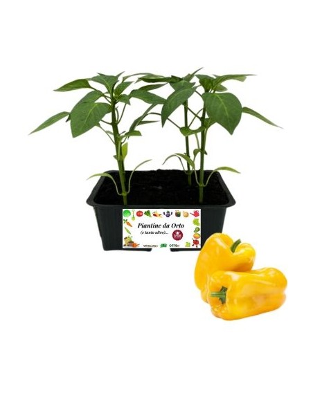 Peperone Giallo pack da 4 Piantine