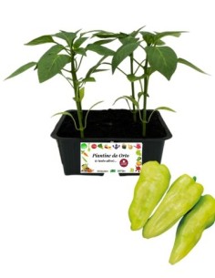 Peperone Monchetto pack da 4 Piantine