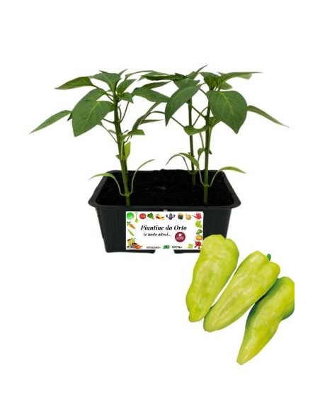 Peperone Monchetto pack da 4 Piantine