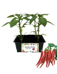 Peperone Piccante Lungo pack da 4 Piantine