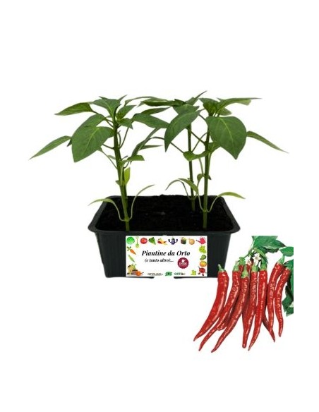 Peperone Piccante Lungo pack da 4 Piantine