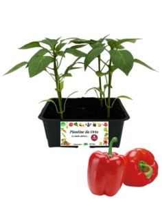 Peperone Rosso pack da 4 Piantine