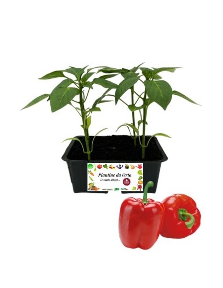 Peperone Rosso pack da 4 Piantine