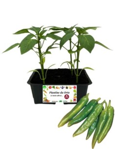 Peperone Friggitelo pack da 4 Piantine