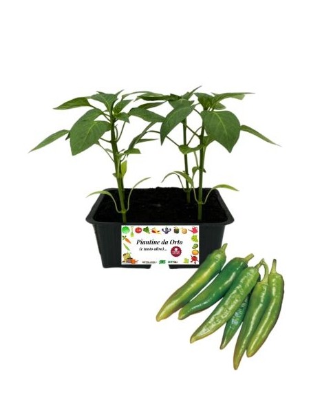 Peperone Friggitelo pack da 4 Piantine