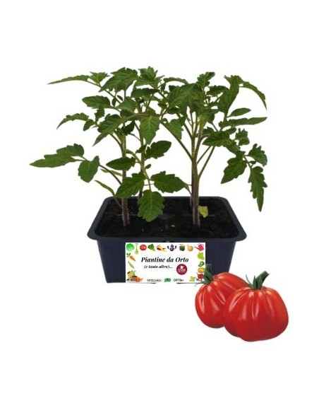 Pomodoro Cuore di Bue pack da 4 Piantine