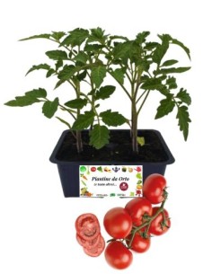 Pomodoro Cencara pack da 4 Piantine