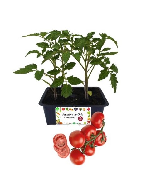 Pomodoro Cencara pack da 4 Piantine