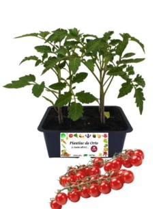 Pomodoro Ciliegia pack da 4 Piantine