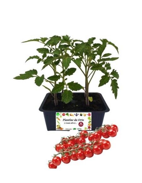 Pomodoro Ciliegia pack da 4 Piantine