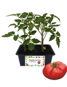 Pomodoro Costoluto pack da 4 Piantine
