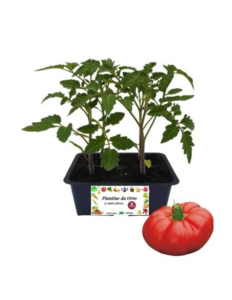 Pomodoro Costoluto pack da 4 Piantine