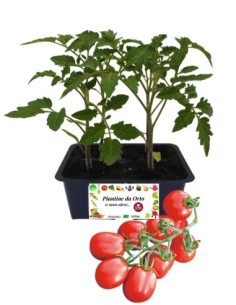 Pomodoro Datterino pack da  4 Piantine