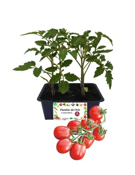 Pomodoro Datterino pack da  4 Piantine