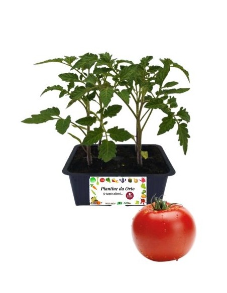 Pomodoro Gigante pack da  4 Piantine