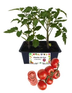 Pomodoro Grappolo pack da 4 Piantine