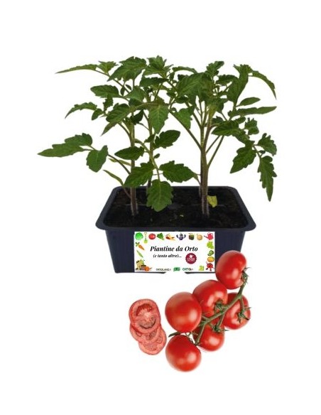 Pomodoro Grappolo pack da 4 Piantine
