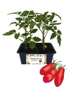 Pomodoro San Marzano pack da 4 Piantine