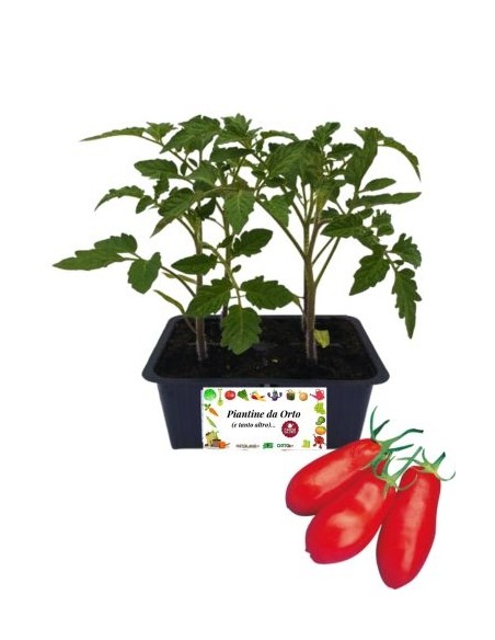 Pomodoro San Marzano pack da 4 Piantine