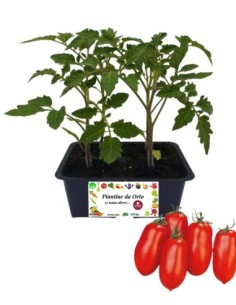 Pomodoro San Marzano Nano 4 Piantine