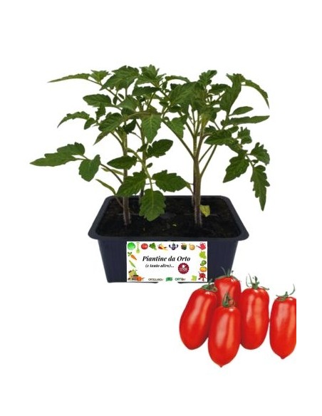 Pomodoro San Marzano Nano 4 Piantine