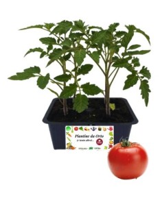 Pomodoro Seccagno pack da 4 Piantine