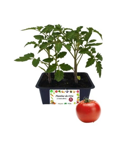 Pomodoro Seccagno pack da 4 Piantine
