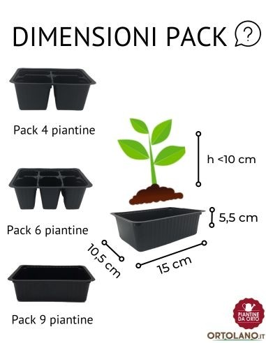 Pomodoro Seccagno pack da 4 Piantine