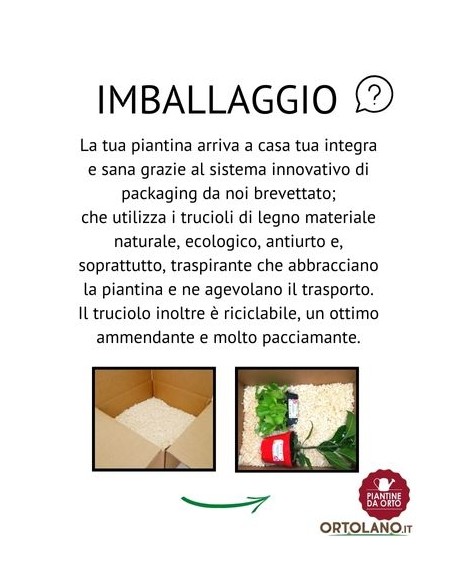 Pomodoro Seccagno pack da 4 Piantine