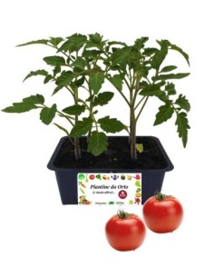 Pomodoro Tondo pack da 4 Piantine