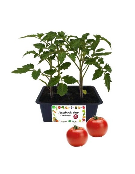 Pomodoro Tondo pack da 4 Piantine