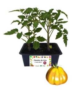 Gelbe Ochsenherztomate, 4er-Samenpackung
