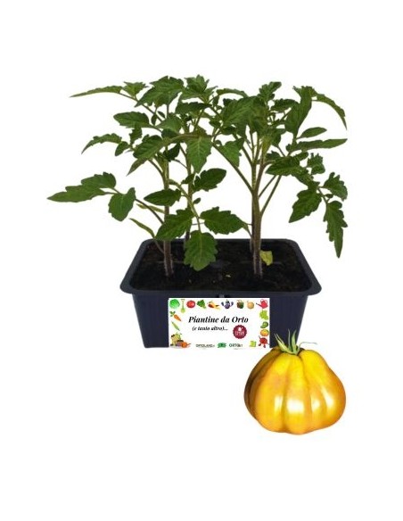 Pomodoro Cuore di Bue Giallo pack da 4 Piantine