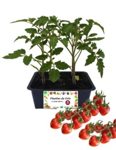 Principe Borghese Tomaten-Setzlinge (4er-Pack)