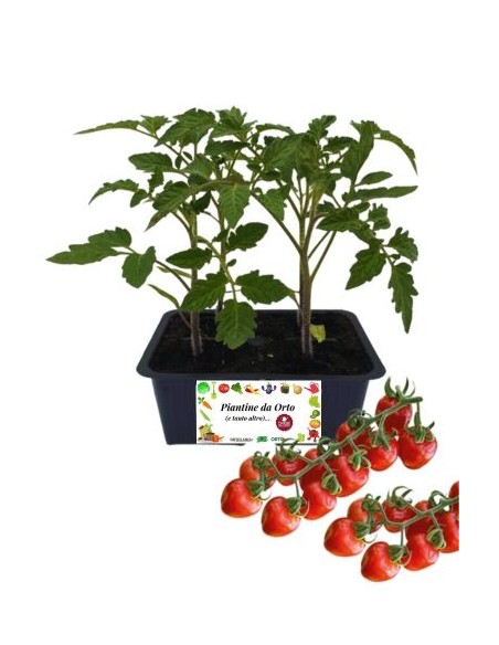 Pomodoro Principe Borghese pack da 4 Piantine