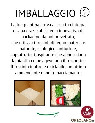 Pomodoro Principe Borghese pack da 4 Piantine