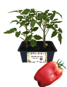Pomodoro Scatolone pack da 4 Piantine