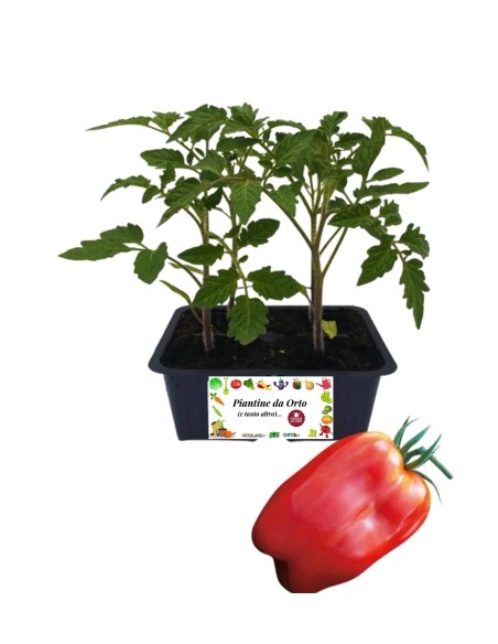 Tomatenbox mit 4 Setzlingen